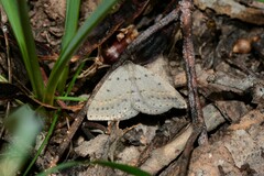 Taxeotis reserata