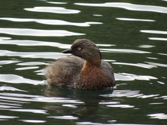 Poliocephalus rufopectus