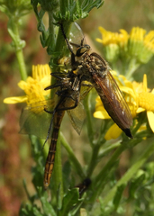Eutolmus rufibarbis