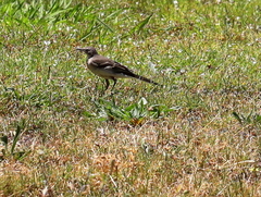 Motacilla capensis capensis
