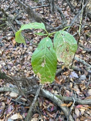 Cephalanthus occidentalis