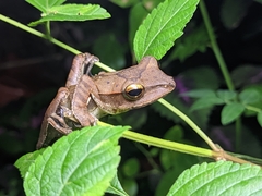 Polypedates occidentalis