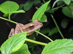 Polypedates occidentalis