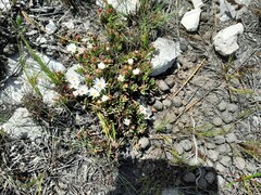 Lampranthus ceriseus