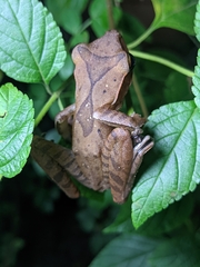 Polypedates occidentalis