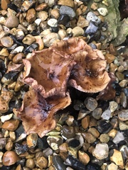 Paxillus cuprinus
