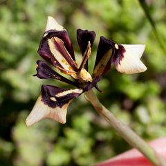 Moraea lurida