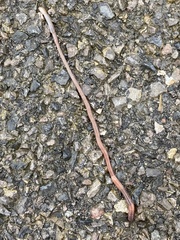Lumbricus terrestris
