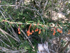 Berberis trigona