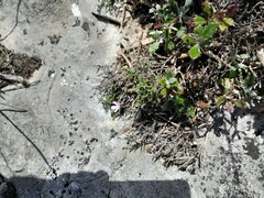 Chaenostoma hispidum