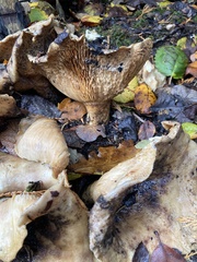 Paxillus cuprinus
