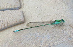 Pseudagrion decorum