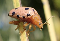 Podontia quatuordecimpunctata