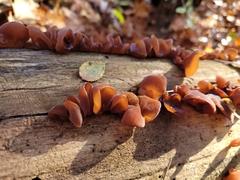 Auriculariaceae