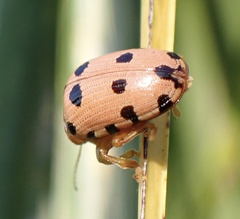 Podontia quatuordecimpunctata