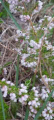 Erica parviflora