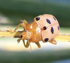 Podontia quatuordecimpunctata