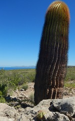 Ferocactus diguetii diguetii