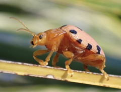 Podontia quatuordecimpunctata