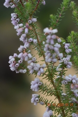 Erica parviflora