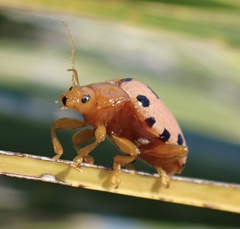 Podontia quatuordecimpunctata