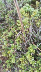 Apioideae