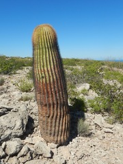 Ferocactus diguetii diguetii