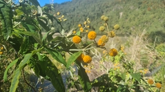 Buddleja globosa