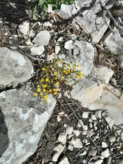 Oncosiphon pilulifer