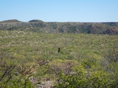 Ferocactus diguetii diguetii