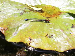 Pseudagrion massaicum