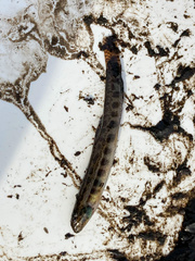 Cobitis taenia
