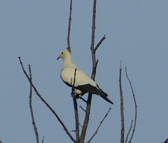 Ducula bicolor