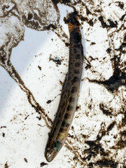 Cobitis taenia
