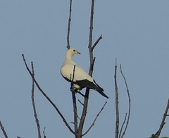 Ducula bicolor