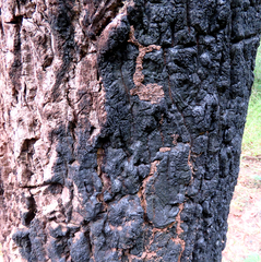 Terminalia bellirica