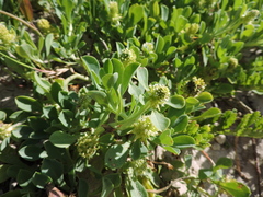 Acicarpha bonariensis
