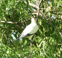 Ducula bicolor