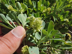 Acicarpha bonariensis