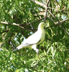 Ducula bicolor