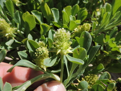 Acicarpha bonariensis