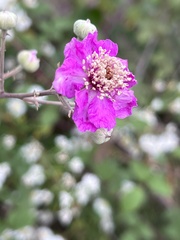 Rubus ulmifolius