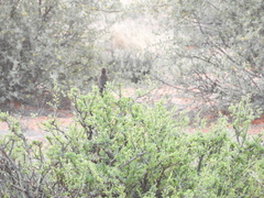 Cercotrichas coryphoeus