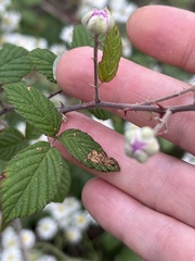 Rubus ulmifolius