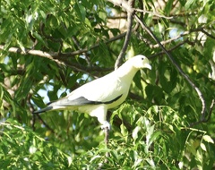 Ducula bicolor
