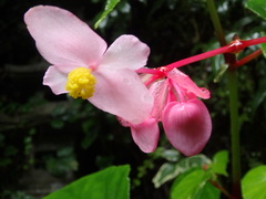 Begonia grandis