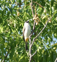 Pycnonotus aurigaster