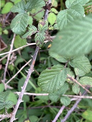 Rubus ulmifolius