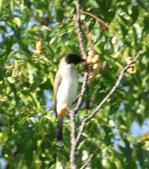 Pycnonotus aurigaster