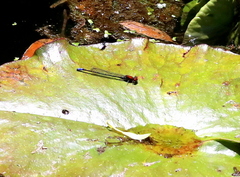 Pseudagrion massaicum